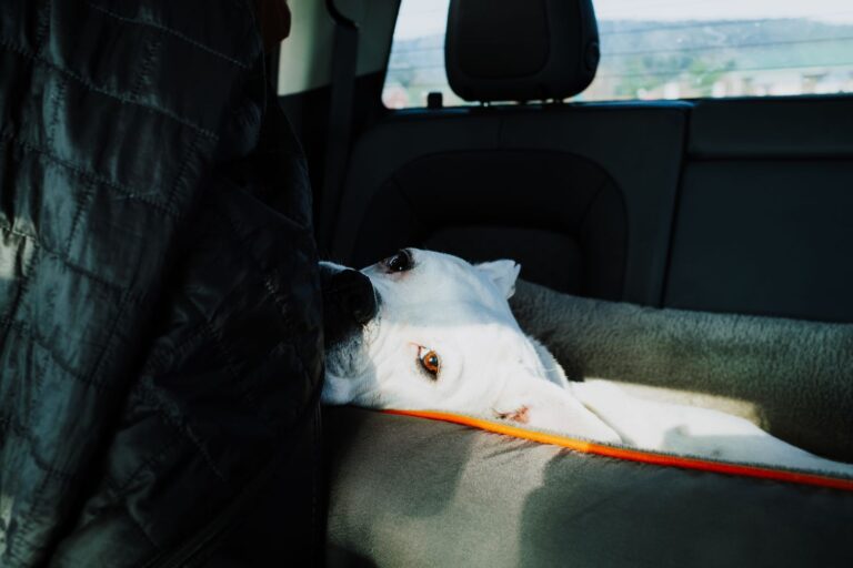 A white dog resting comfortably on the backseat of a car during a ride